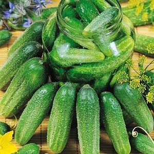 A gift from German breeders - Libella cucumbers (Libelle)