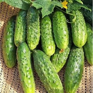 A gift from German breeders - Libella cucumbers (Libelle)