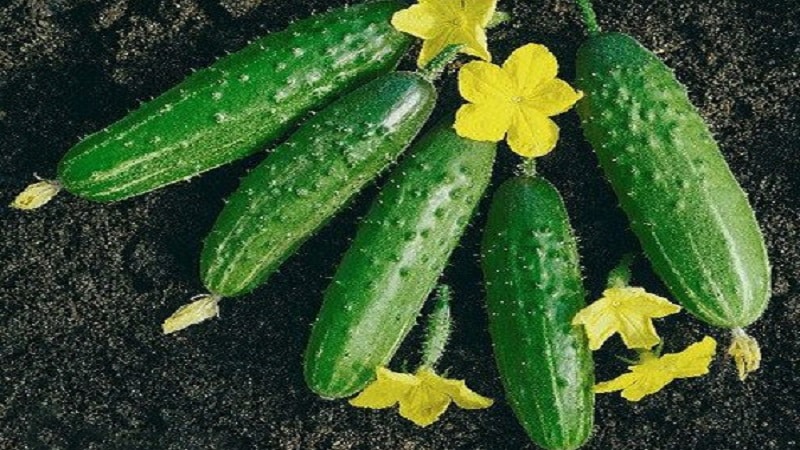 A gift from German breeders - Libella cucumbers (Libelle)