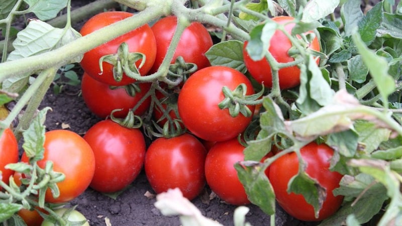 A gift from Siberian breeders - the Zemlyak tomato: description of the variety and rules for growing it