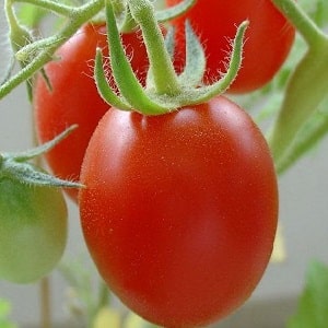 A gift from Siberian breeders - the Zemlyak tomato: description of the variety and rules for growing it