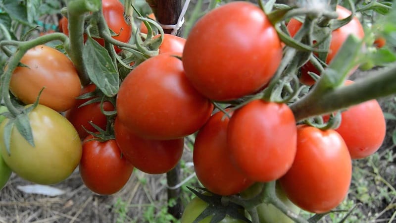 A gift from Siberian breeders - the Zemlyak tomato: description of the variety and rules for growing it