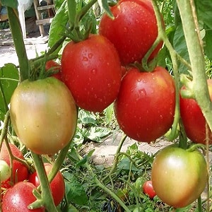 A gift from Siberian breeders - the Zemlyak tomato: description of the variety and rules for growing it