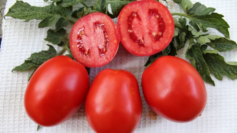 A gift from Siberian breeders - the Zemlyak tomato: description of the variety and rules for growing it