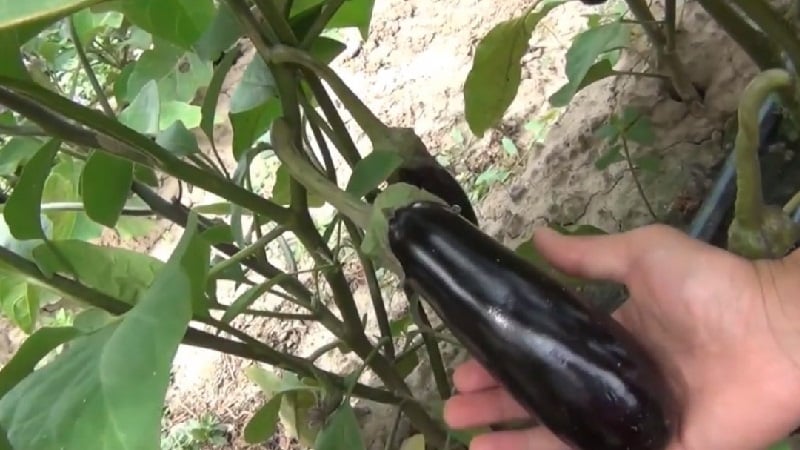 A gift from modern breeders - Fabina f1 eggplant with large fruits and impressive yield