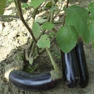 A gift from modern breeders - Fabina f1 eggplant with large fruits and impressive yield