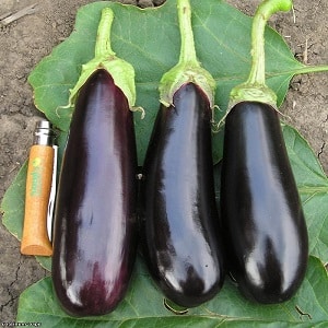 A gift from modern breeders - Fabina f1 eggplant with large fruits and impressive yield