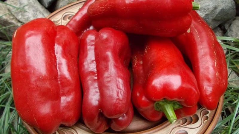 A selection of the best varieties of sweet peppers for open ground