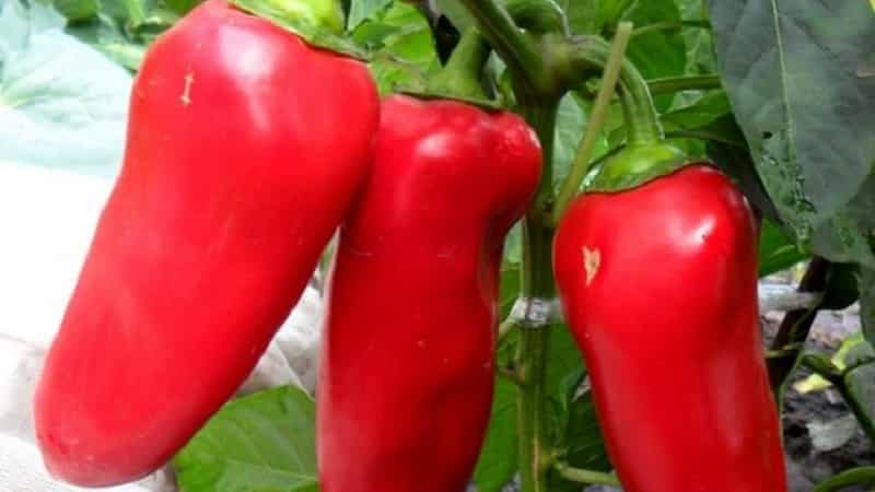 A selection of the best varieties of sweet peppers for open ground