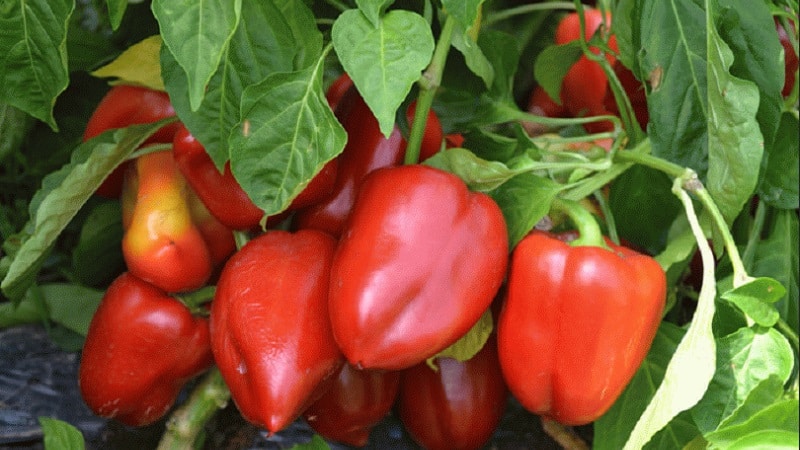 A selection of the best varieties of sweet peppers for open ground