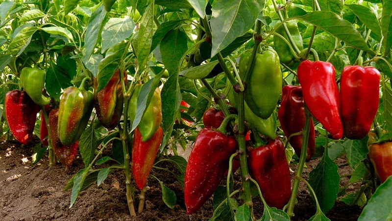A selection of the best varieties of sweet peppers for open ground