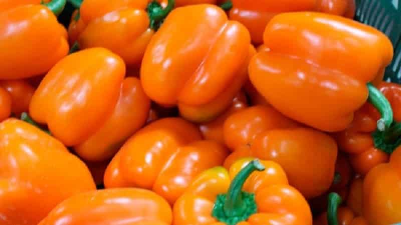 A selection of the best varieties of sweet peppers for open ground