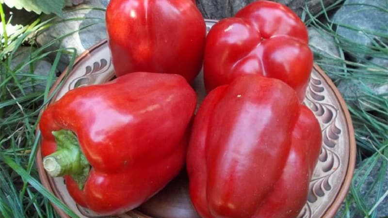 A selection of the best varieties of sweet peppers for open ground