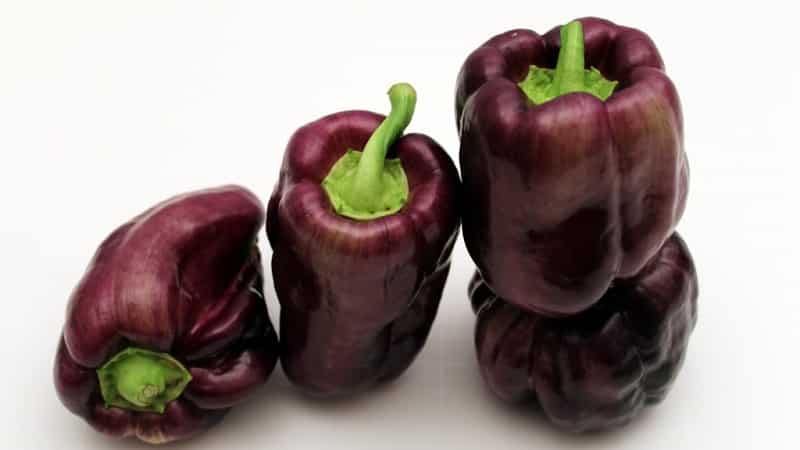 A selection of the best varieties of sweet peppers for open ground