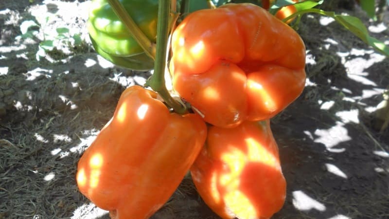 A selection of the best varieties of sweet peppers for open ground