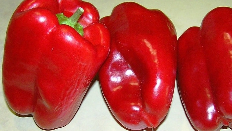 A selection of the best varieties of sweet peppers for open ground