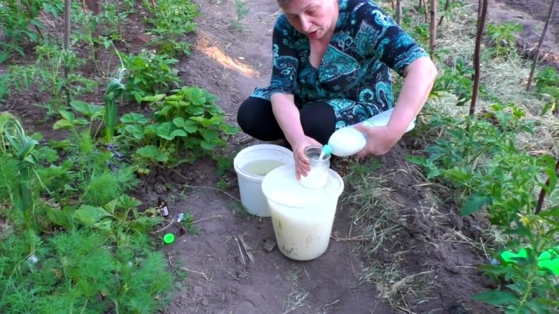 Feeding tomatoes and cucumbers with whey: the benefits of fermented milk product for obtaining a bountiful harvest