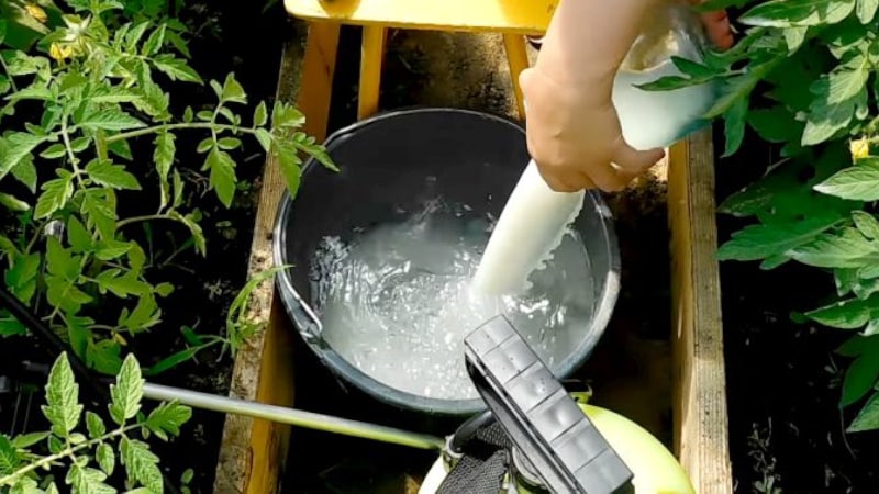 Feeding tomatoes and cucumbers with whey: the benefits of fermented milk product for obtaining a bountiful harvest
