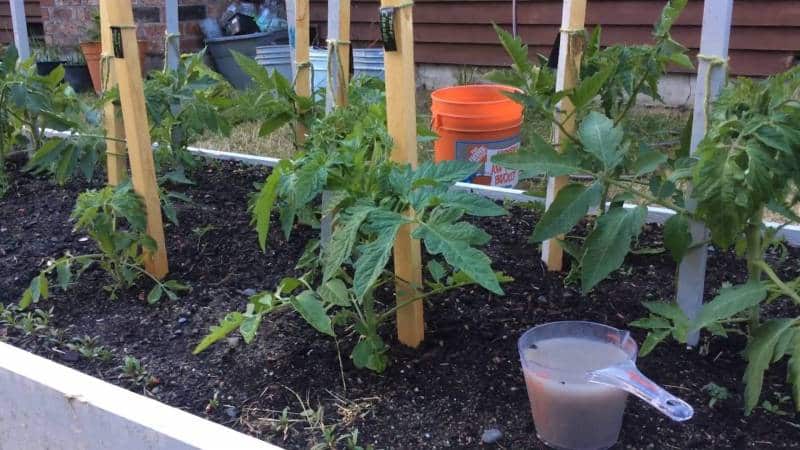 Feeding tomatoes and cucumbers with whey: the benefits of fermented milk product for obtaining a bountiful harvest