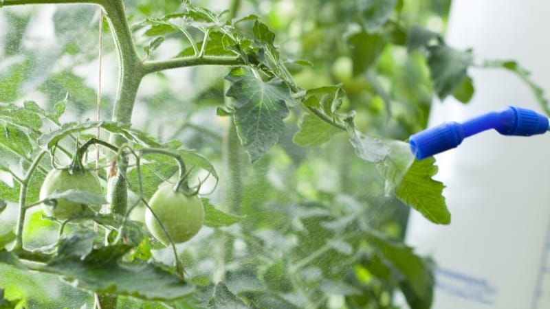 Feeding tomatoes and cucumbers with whey: the benefits of fermented milk product for obtaining a bountiful harvest