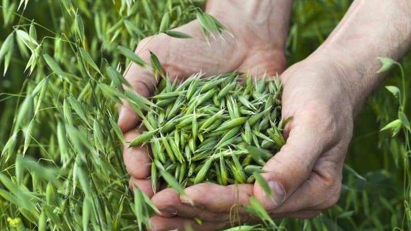 Beneficial properties of oats for the stomach