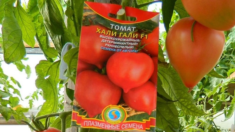 We get a record harvest with the Hali gali tomato: life hacks for gardeners and basic rules for caring for a hybrid