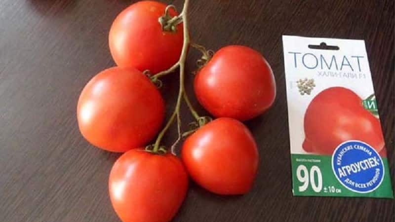 We get a record harvest with the Hali gali tomato: life hacks for gardeners and basic rules for caring for a hybrid