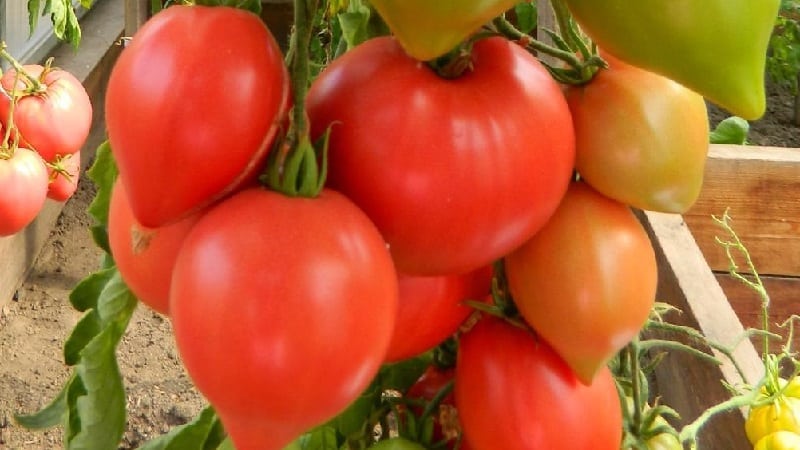 We get a record harvest with the Hali gali tomato: life hacks for gardeners and basic rules for caring for a hybrid