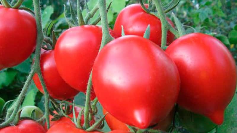 We get a record harvest with the Hali gali tomato: life hacks for gardeners and basic rules for caring for a hybrid
