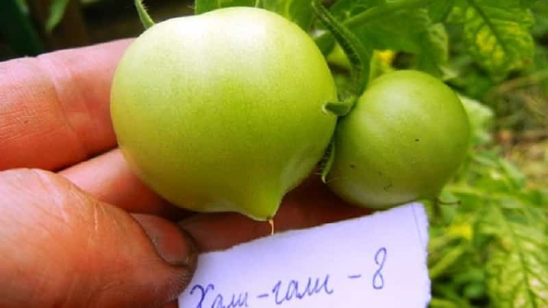 We get a record harvest with the Hali gali tomato: life hacks for gardeners and basic rules for caring for a hybrid