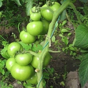 We get a record harvest with the Hali gali tomato: life hacks for gardeners and basic rules for caring for a hybrid