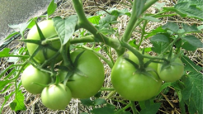 We get a record harvest with the Hali gali tomato: life hacks for gardeners and basic rules for caring for a hybrid