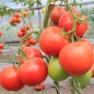 What you might remember about Masterpiece tomatoes and how to get a decent harvest
