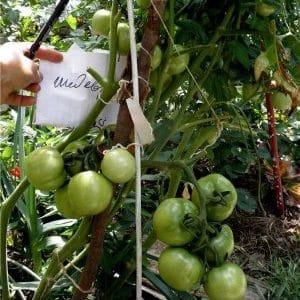 What you might remember about Masterpiece tomatoes and how to get a decent harvest