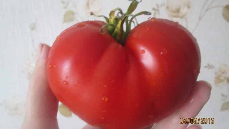 What you might remember about Masterpiece tomatoes and how to get a decent harvest