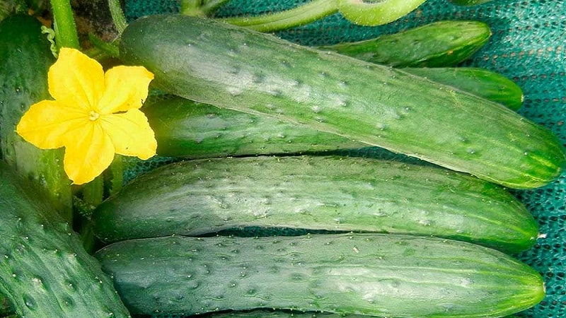 The most popular Zozulya cucumbers among gardeners for greenhouses and open ground