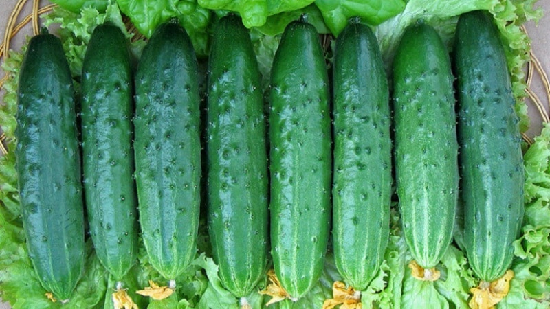 The most popular Zozulya cucumbers among gardeners for greenhouses and open ground