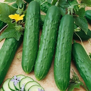 The most popular Zozulya cucumbers among gardeners for greenhouses and open ground