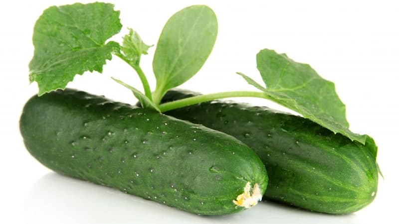 The most popular Zozulya cucumbers among gardeners for greenhouses and open ground