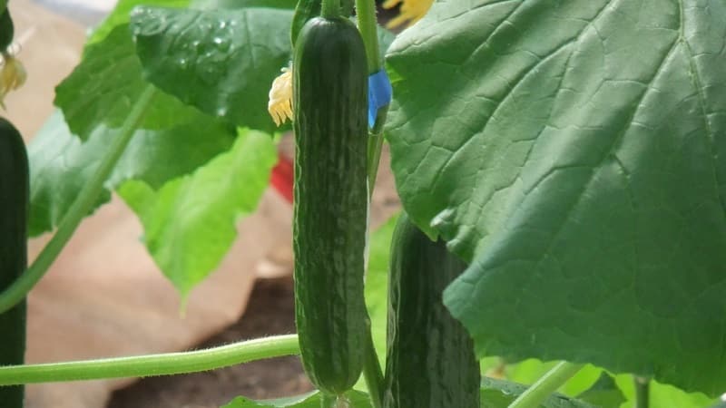 The most popular Zozulya cucumbers among gardeners for greenhouses and open ground