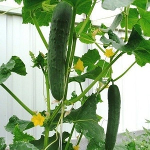The most popular Zozulya cucumbers among gardeners for greenhouses and open ground