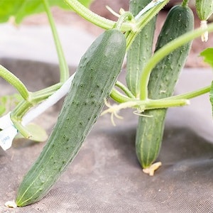 The most popular Zozulya cucumbers among gardeners for greenhouses and open ground