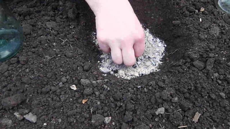 Step-by-step technology for growing zucchini in a greenhouse: follow the rules and enjoy the results