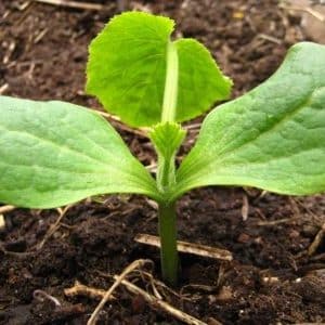 Step-by-step technology for growing zucchini in a greenhouse: follow the rules and enjoy the results
