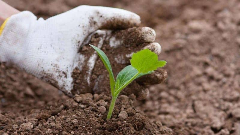 Step-by-step technology for growing zucchini in a greenhouse: follow the rules and enjoy the results