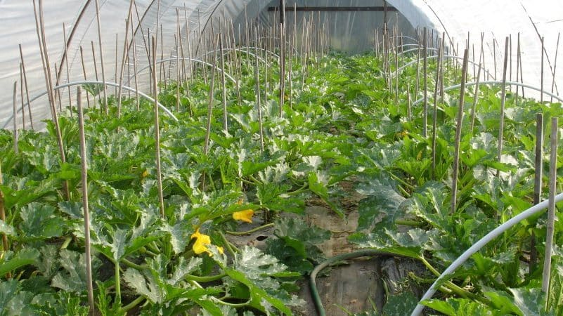 Step-by-step technology for growing zucchini in a greenhouse: follow the rules and enjoy the results