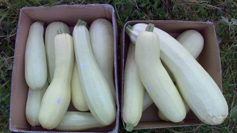 Step-by-step technology for growing zucchini in a greenhouse: follow the rules and enjoy the results