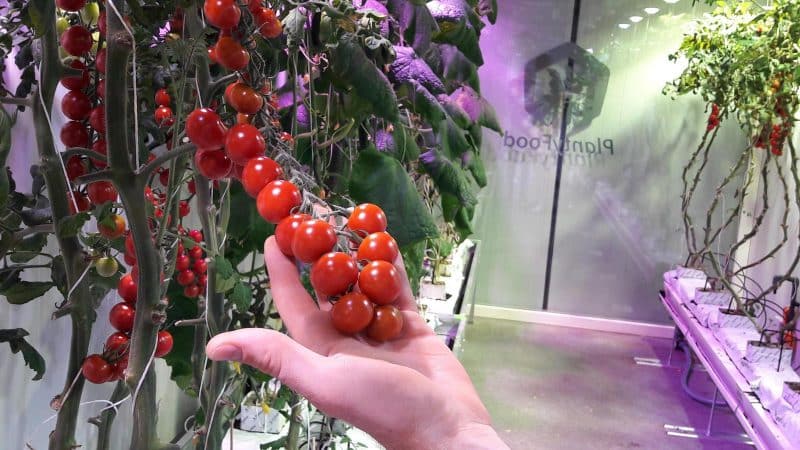 Step-by-step guide to growing cherry tomatoes: follow the rules and get a great harvest