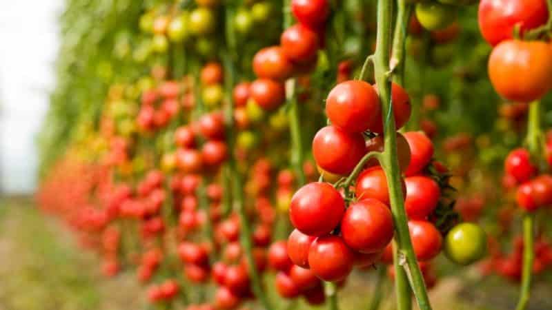 Step-by-step guide to growing cherry tomatoes: follow the rules and get a great harvest