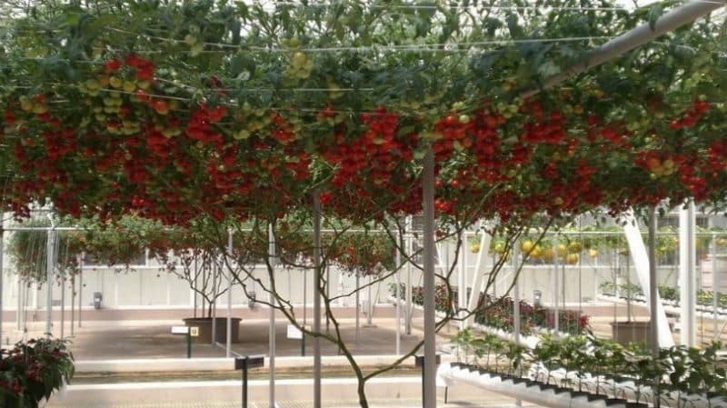 Octopus - a real tomato tree with a gigantic harvest